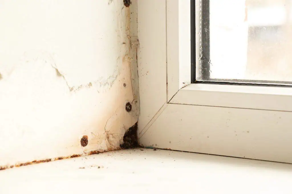 How to Tackle Mould Around Windows